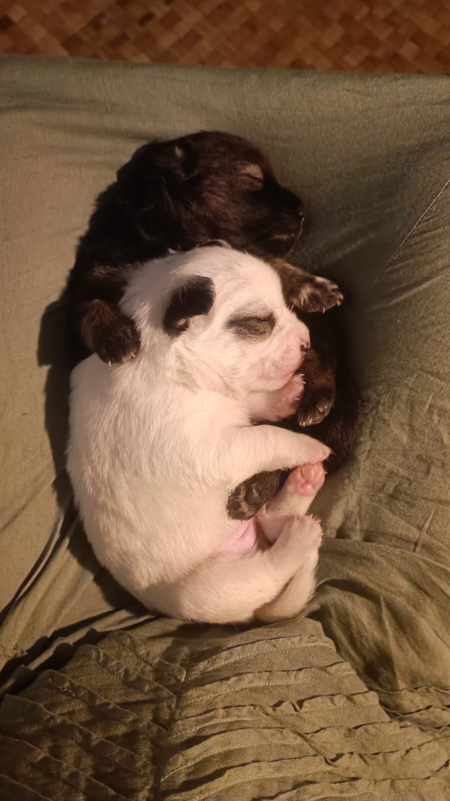 buddies